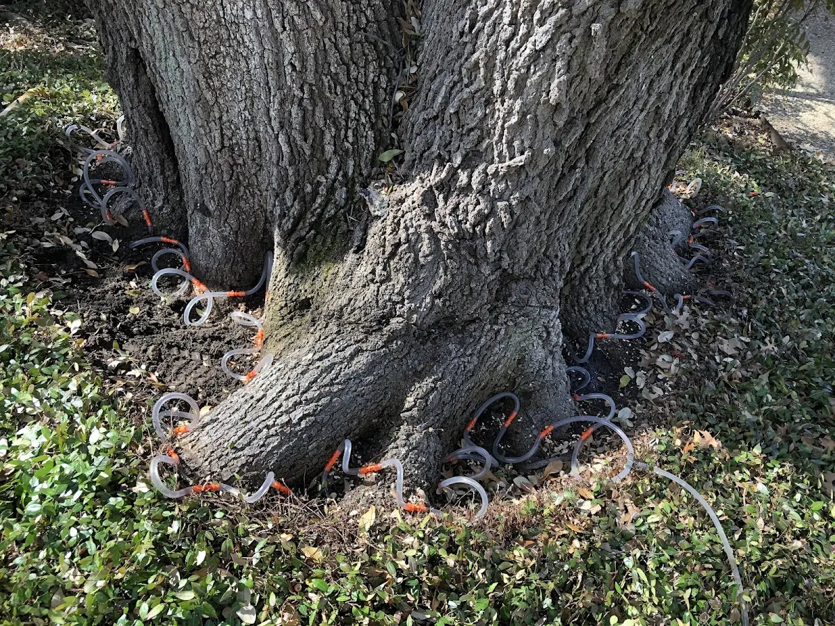 Detailed Tree Cabling and Bracing job site in Gwynneville