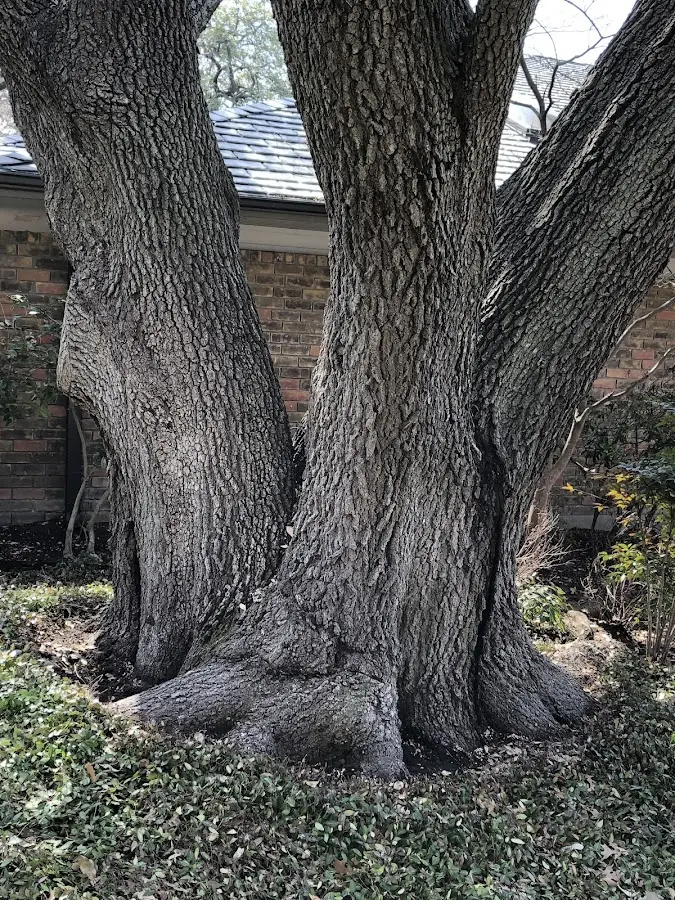 Mature heritage tree close to a Gwynneville property cared for by certified arborists